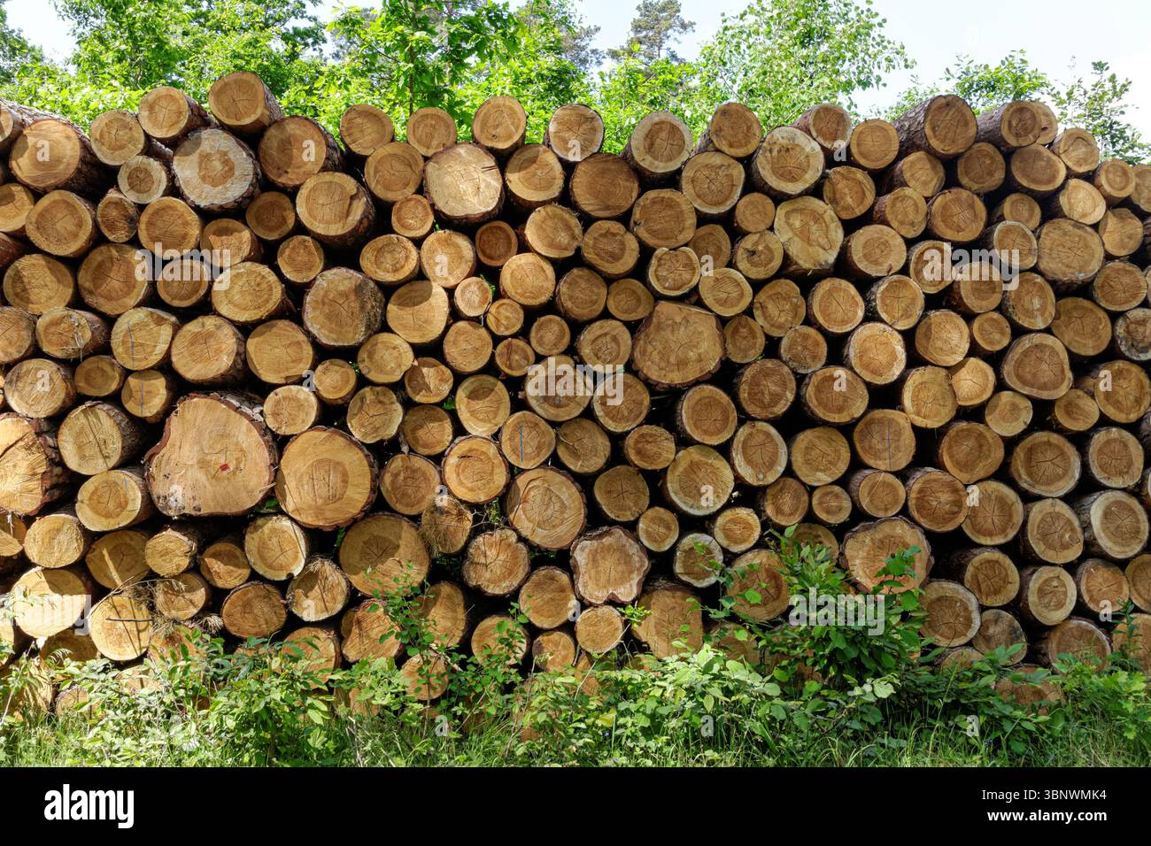 Cut pine logs stacked in the forest Stock Photo