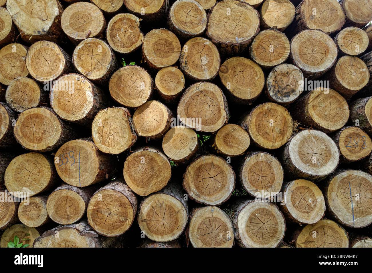 Cut pine logs stacked in the forest Stock Photo