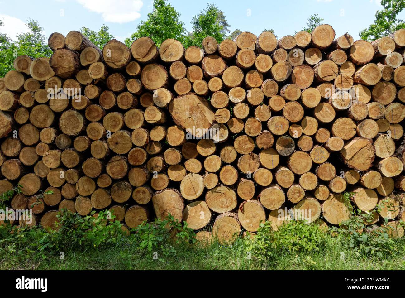 Cut pine logs stacked in the forest Stock Photo