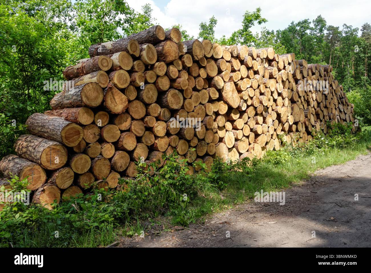 Cut pine logs stacked in the forest Stock Photo