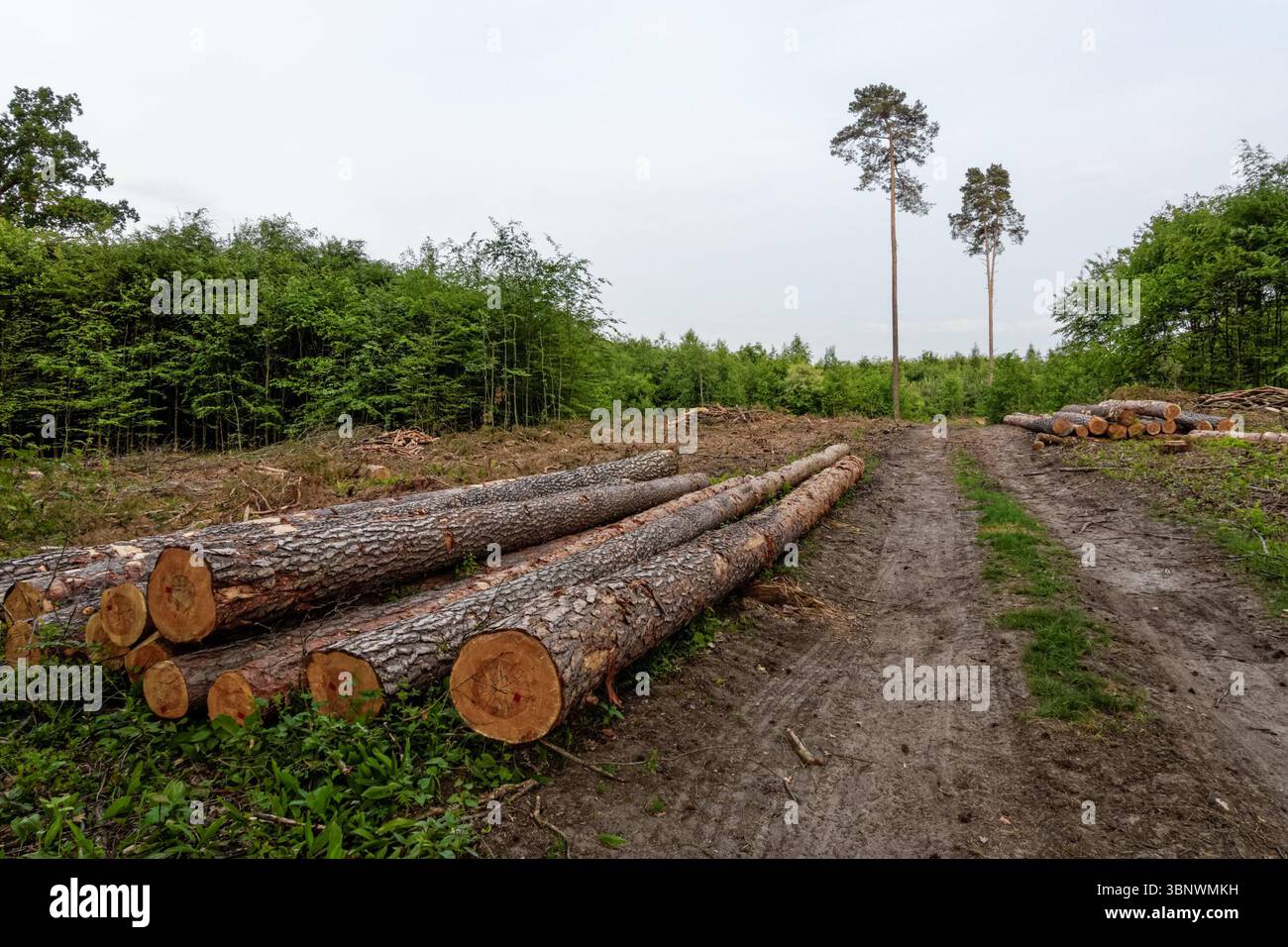 Cut pine logs stacked in the forest Stock Photo