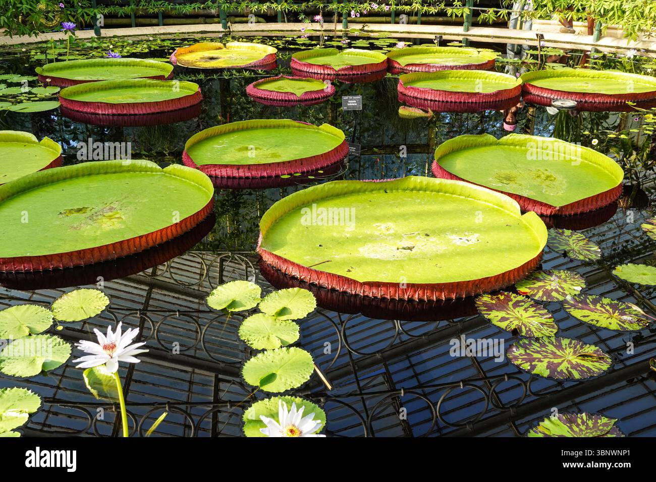 The Waterlily House at the Kew Gardens, London England United Kingdom UK Stock Photo