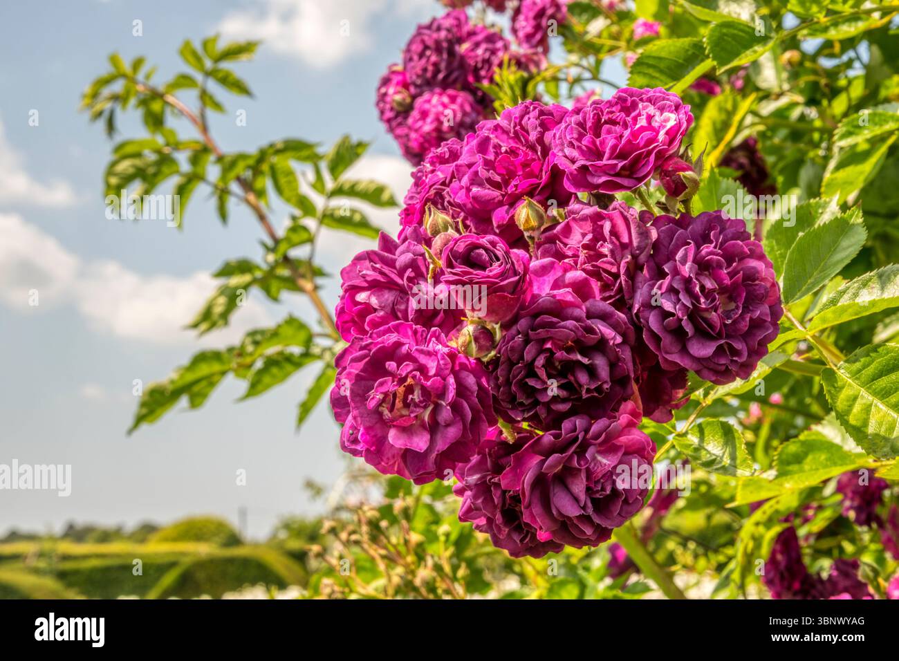 Crimson rambler rose hi-res stock photography and images - Alamy
