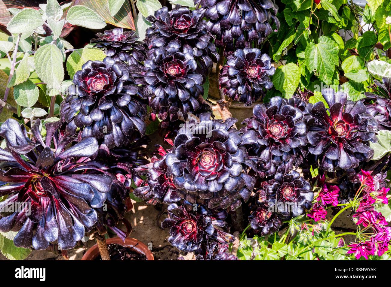 Aeonium arboreum zwartkop hi-res stock photography and images - Alamy