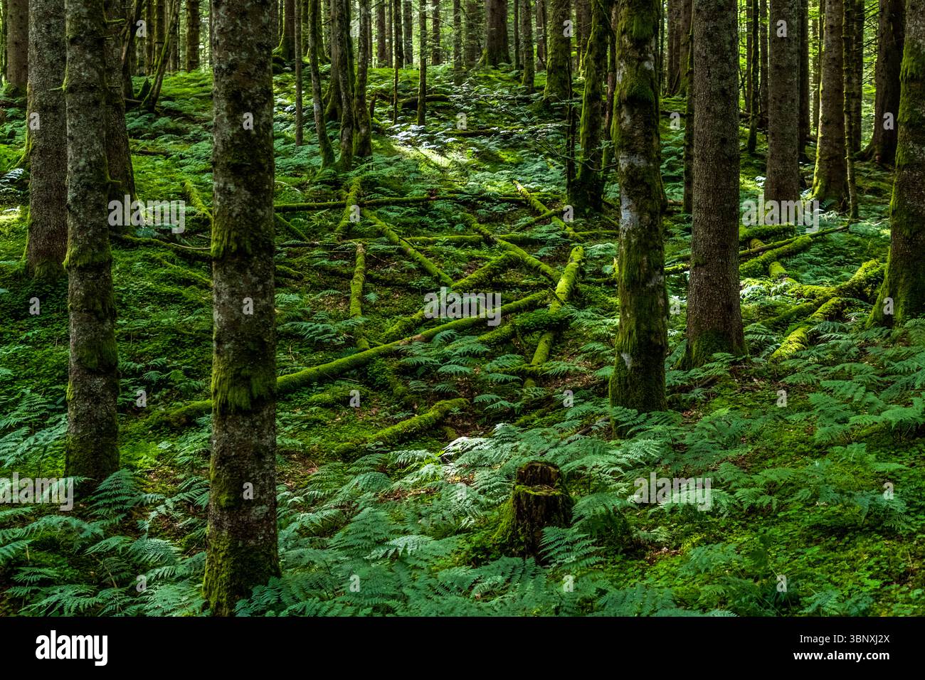 "Spillikins" by Yvonne Christen Vágner. The Swiss artist lays a collection of mossy branches and tree trunks on the forest floor, each connected to another, yet appearing random. Which branches were moved, which were already lying here? Land Art Path Gerschnialp in Engelberg 2025 A lush, moss-covered forest on the Gerschnialp near Engelberg, Obwalden, Switzerland only reveals the secret of its origins at second glance. "Spillikins" is the name of Yvonne Christen Vágner's work of art. She has arranged wooden trunks like a Mikado, which decay more and more over time and merge with nature Stock Photo