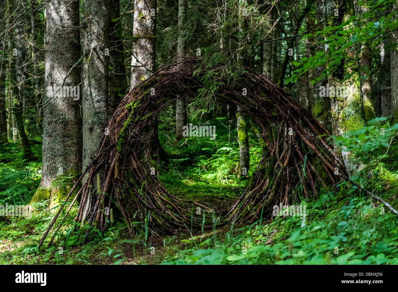 Natural artwork "Portal" by Brigitta Backhaus from Germany. Branches and roots were used to create a view through the forest. The viewer focuses on a section of the forest. Land Art Path Gerschnialp in Engelberg 2025 The artwork "Portal" by artist Brigitta Backhaus at the land art exhibition on the theme of "View - Insight" in the dense forest near Engelberg, Obwalden, Switzerland Stock Photo