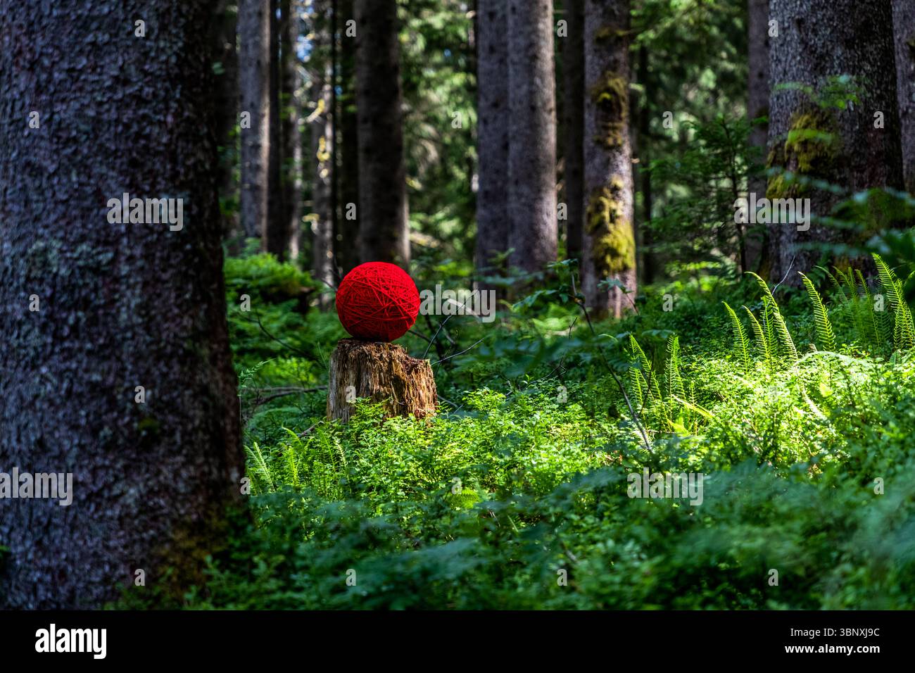 Natural artwork by Marion Strunk from Germany, red thread sculpture on the Gerschnialp Land Art Trail in Engelberg 2025 On the Gerschnialp near Engelberg in the canton of Obwalden, Switzerland, there is a striking red ball of yarn. It rests on a tree stump in the middle of a dense forest. The forest floor is lush with ferns and shrubs. Appreciation of nature is the common thread running through the work of artist Marion Strunk. This work of art is part of the land art exhibition on the Gerschnialp Stock Photo