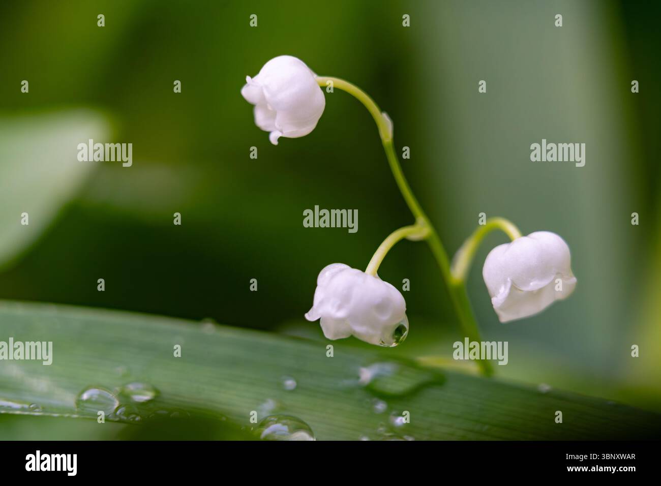 Amidst slender green stems hi-res stock photography and images - Alamy