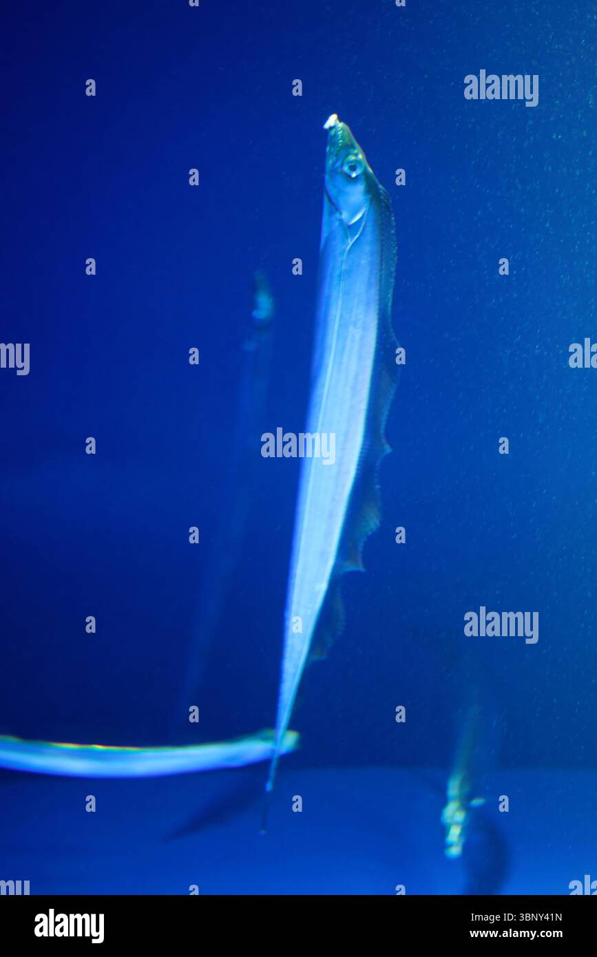 Cutlassfish hi-res stock photography and images - Alamy