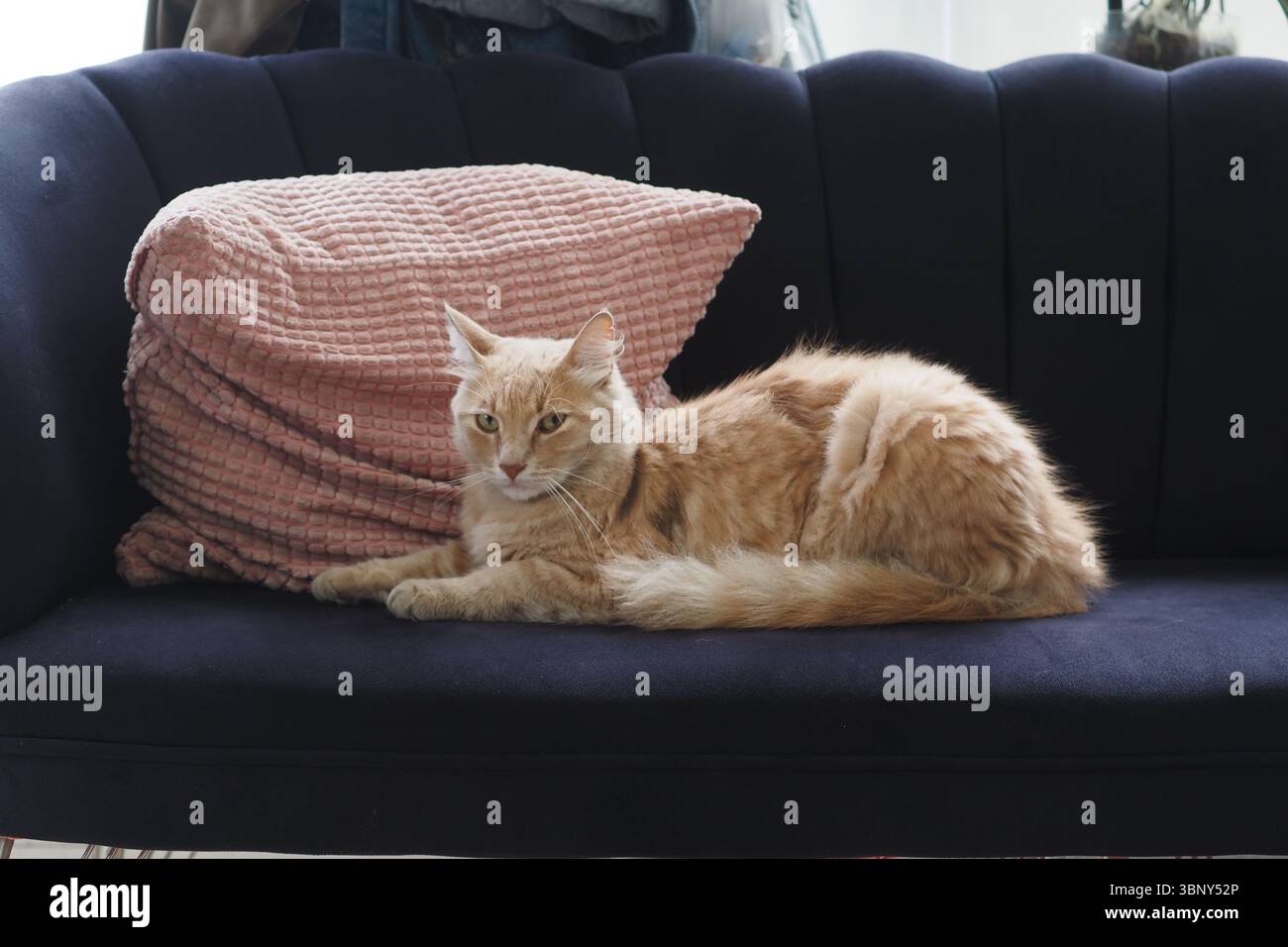 Comfortable orange cat lounging on a dark blue couch Stock Photo - Alamy
