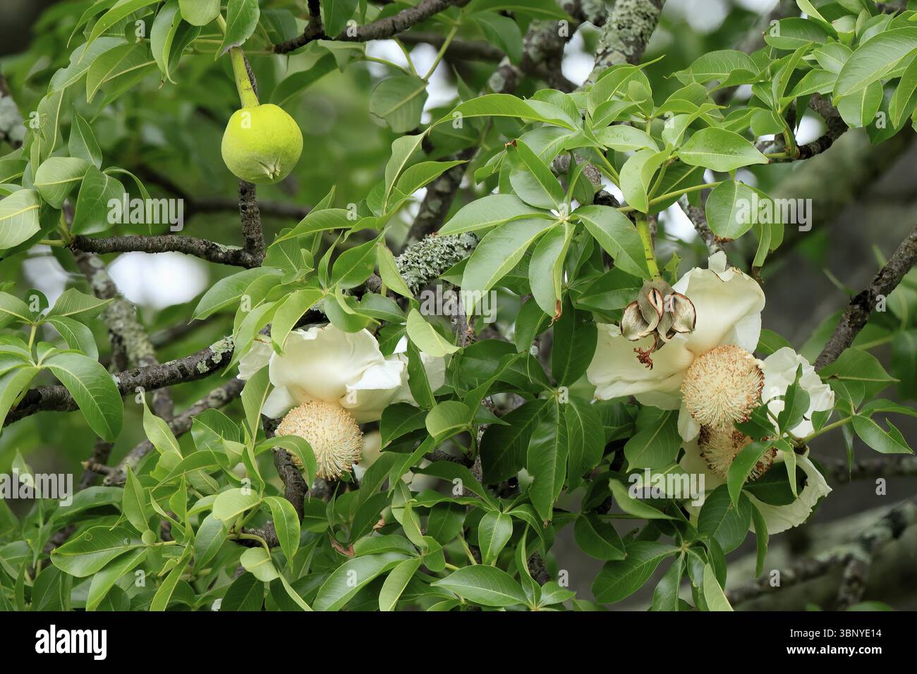 African baobab (Adansonia digitata), African baobab, flowers, flowering ...