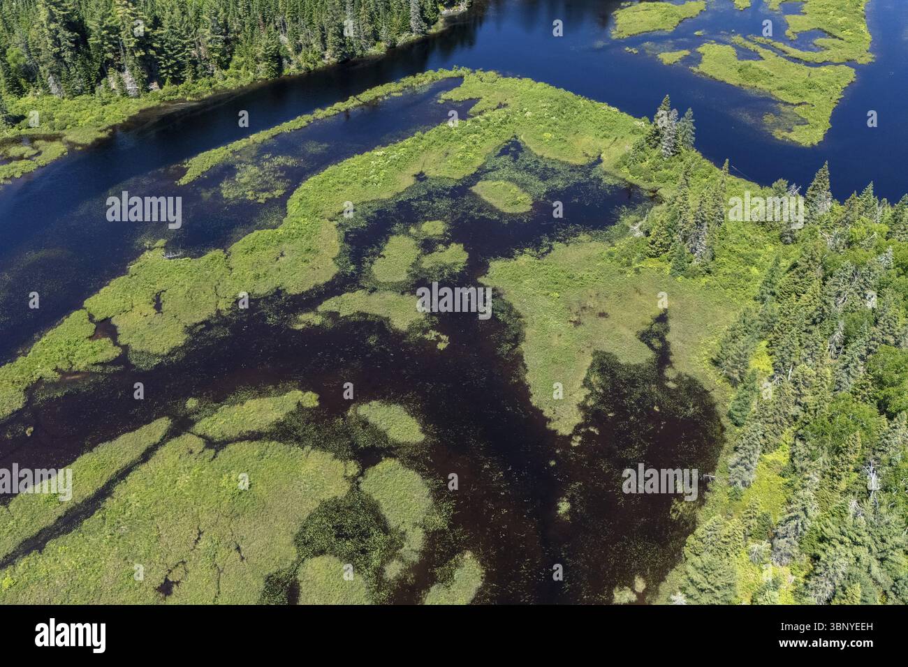 Boreal forest canada hi-res stock photography and images - Alamy