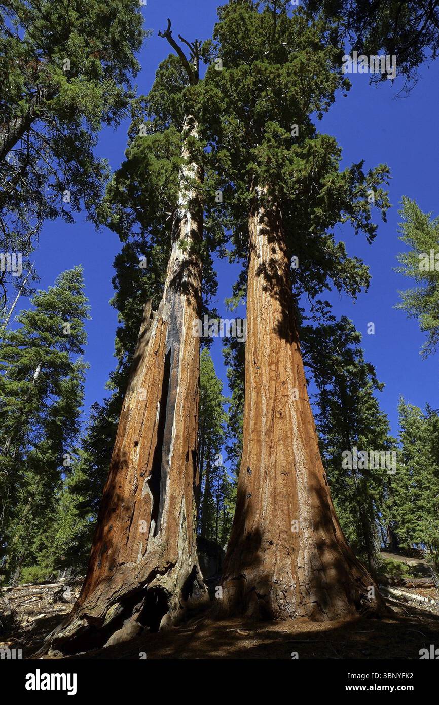 USA, California, Sequoia National Park, plant, tree, trees, giant ...