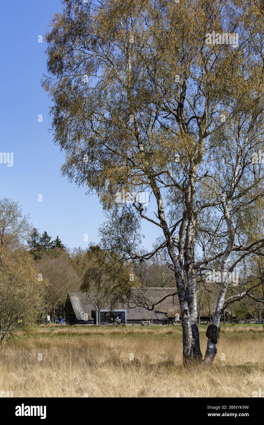 Landscape With Visitor Center In Nature Reserve Dwingelderveld Near 