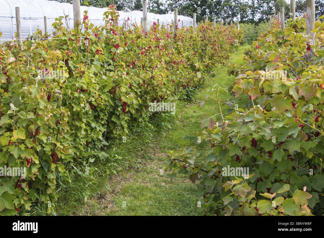 Comp Fieldberry Overview of a red berries nursery field Stock Photo - Alamy
