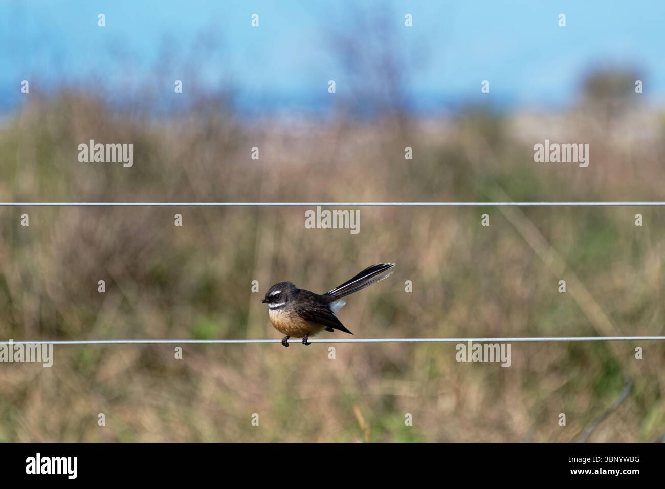 Two strands of a wire fence run across the photo with a fantail perched on the lower one. The fantail is a native bird of Aotearoa New Zealand. Stock Photo