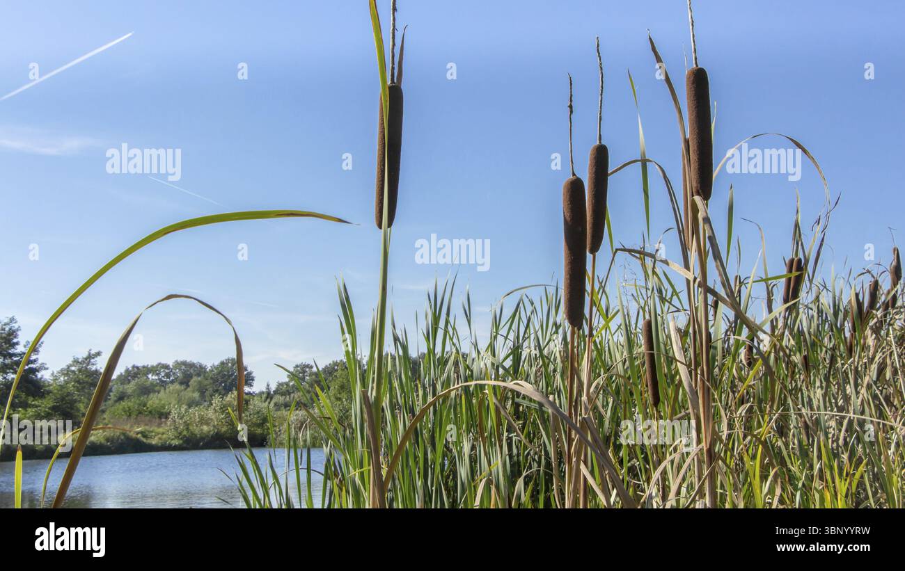 Dutch Reed Rush Dutch landscape with fresh reed and bullrush in a small pond Stock ...