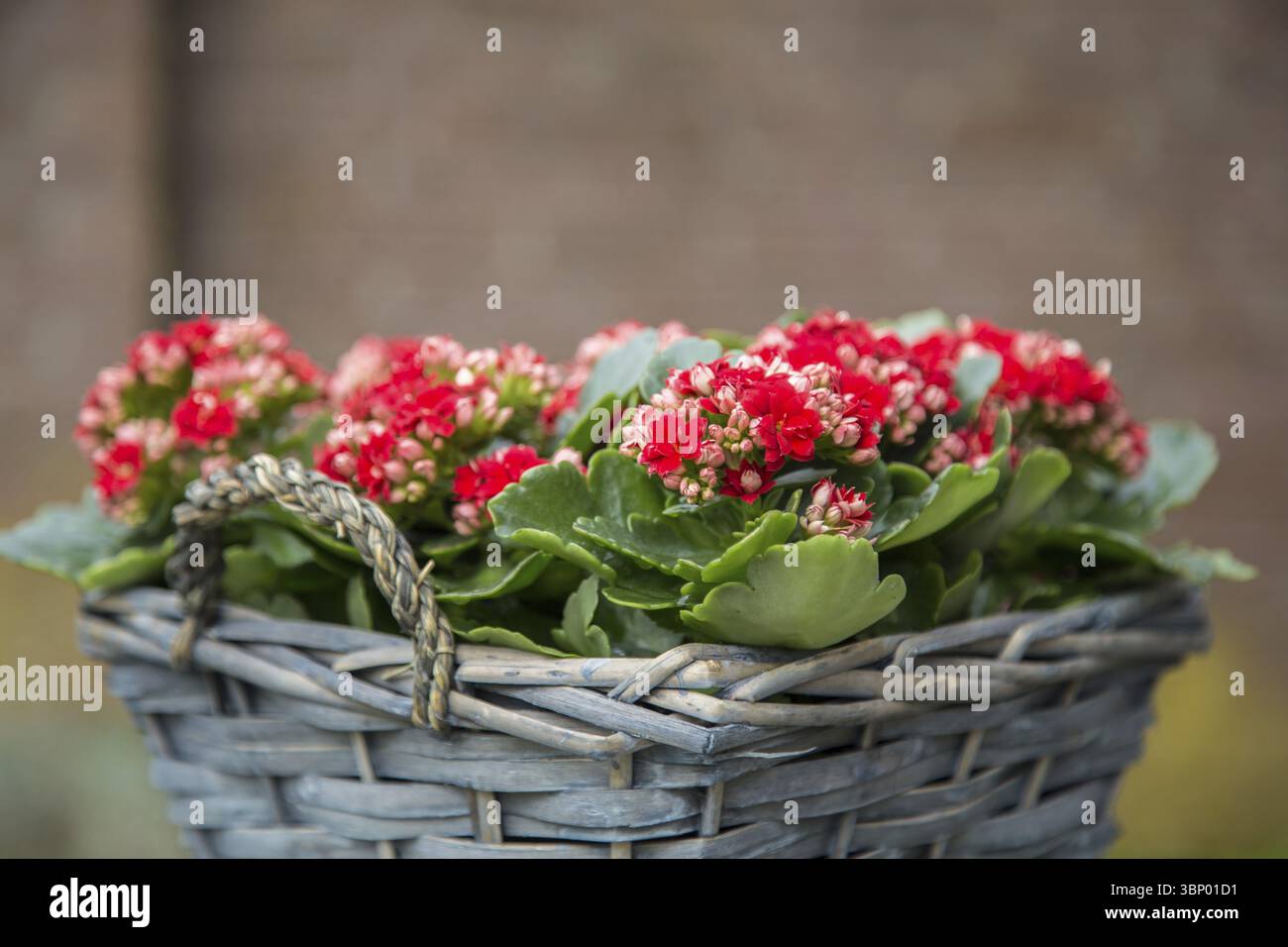 Flower Reeds Bloomnet Red blooming begonia flowers in a reed flower pot outdoor Stock Photo ...