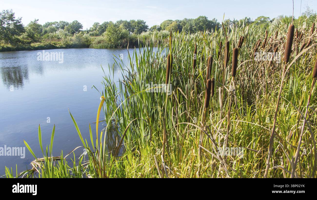Dutch Reed Rush Dutch landscape with fresh reed and bullrush in a small pond Stock ...