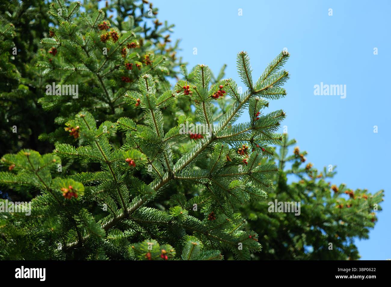 European Silver Tree Silver fir oil hi-res stock photography and images - Alamy
