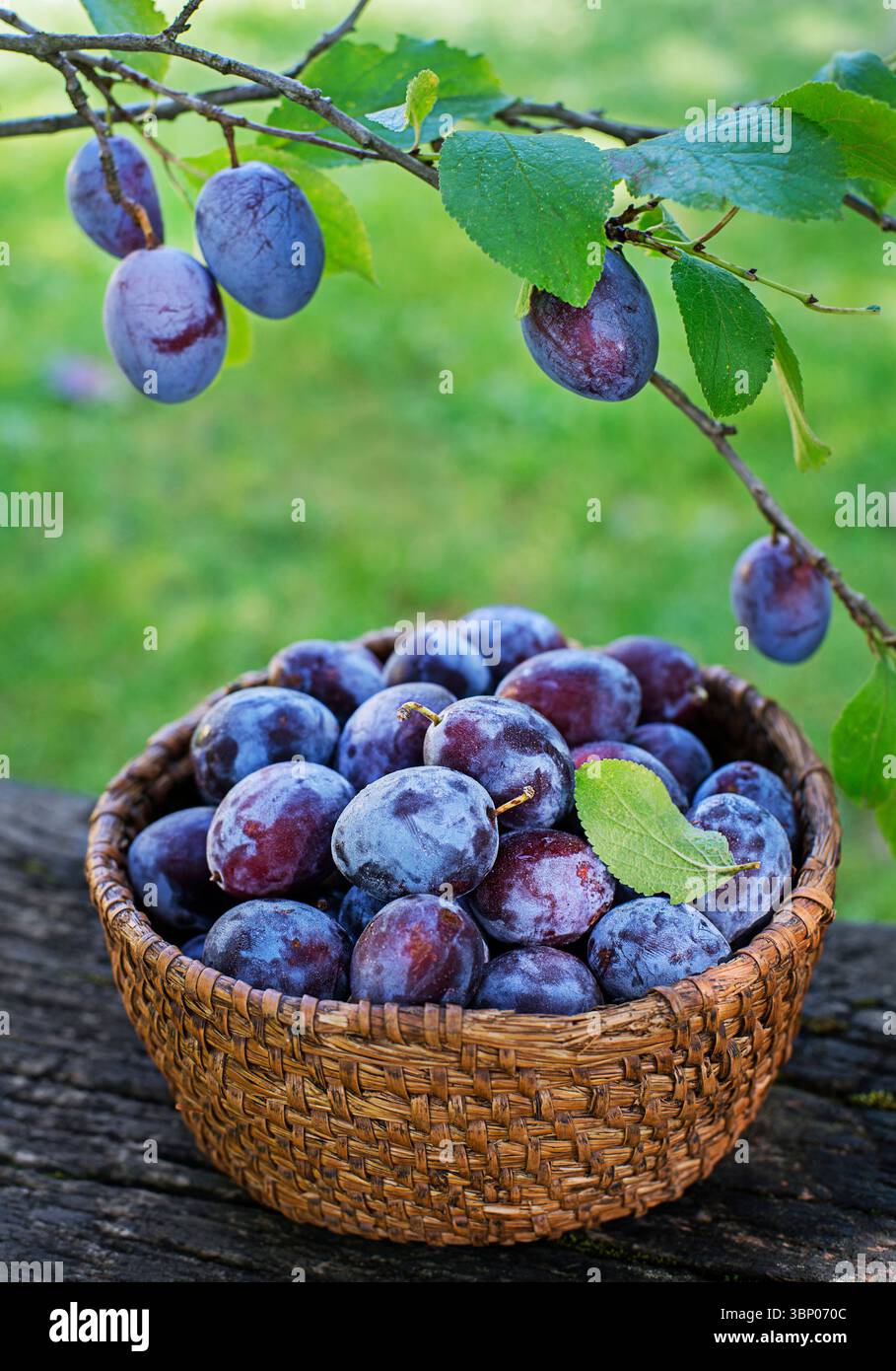 Basket with plums hi-res stock photography and images - Alamy