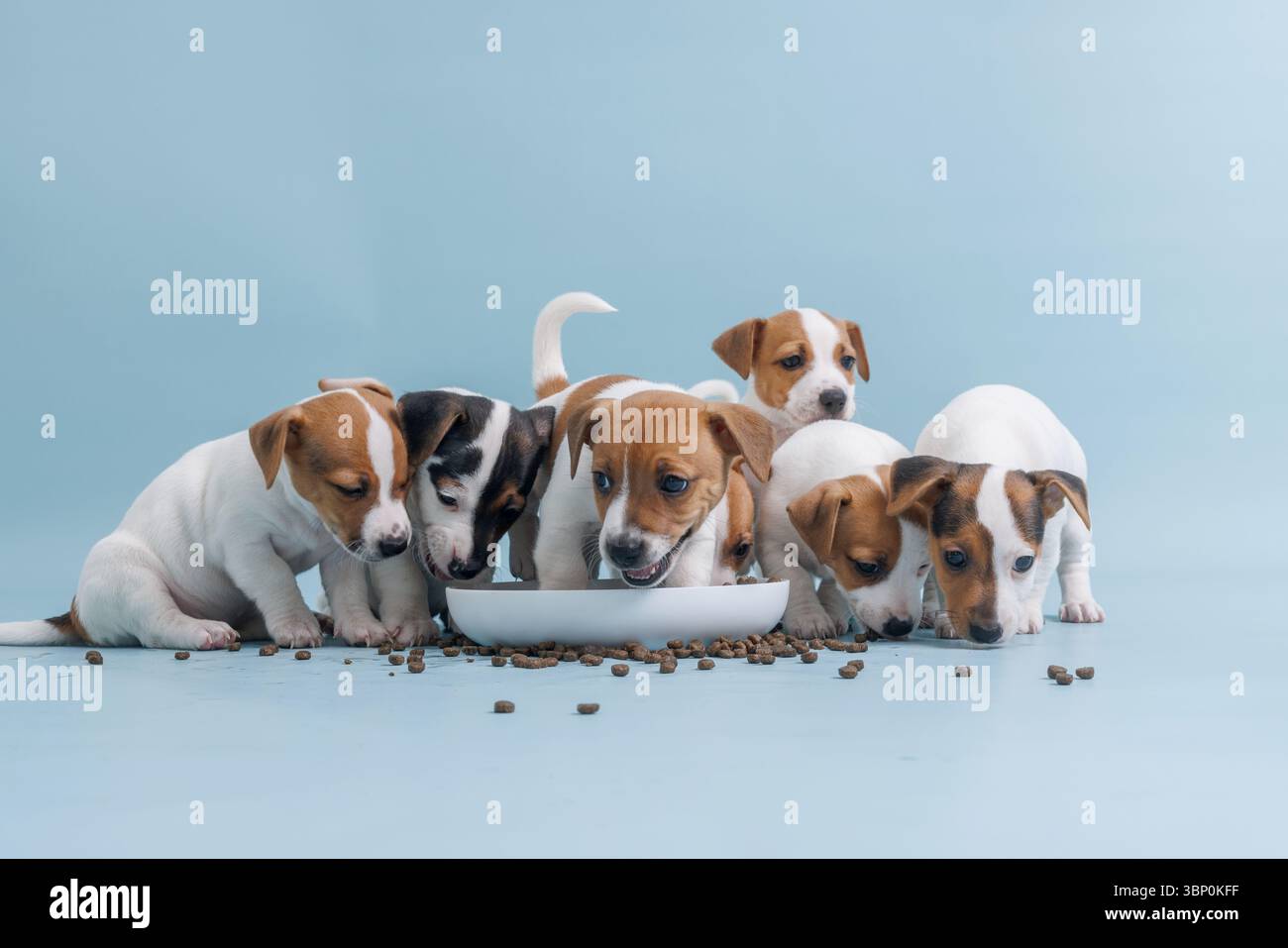 Picture of Group of hungry Jack Russell puppies eating healthy food symbolizing ...