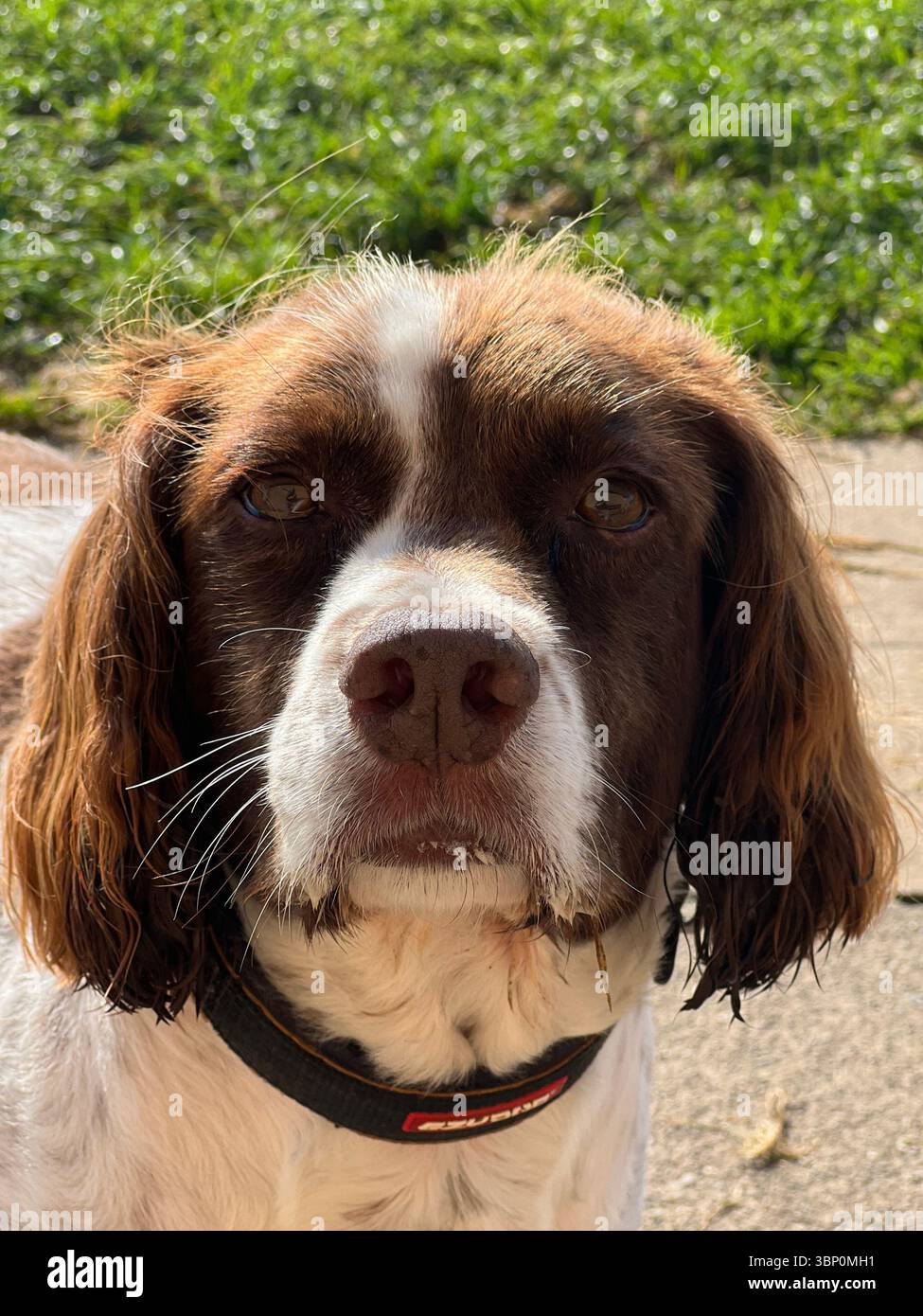 Close up face of a liver & white springer spaniel looking directly into the camera - Smartphone Captured Stock Image
