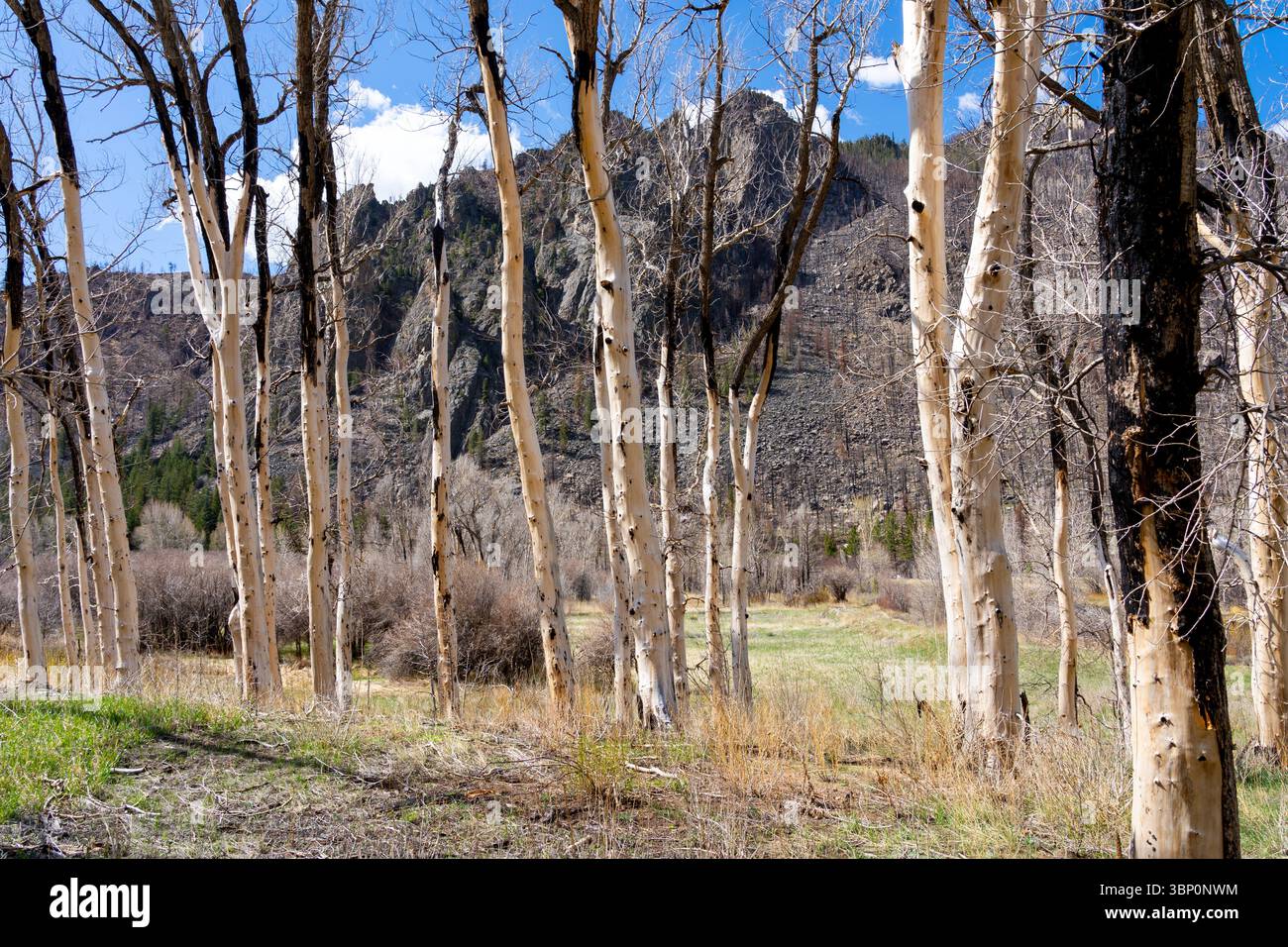 Burned dead trees after forest fire. Stock Photo