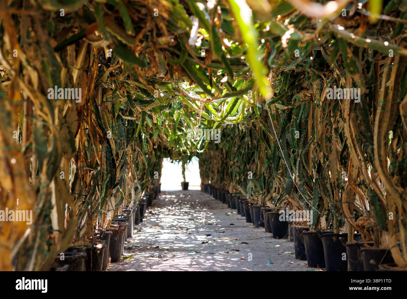 Rows of dragon fruit plants hi-res stock photography and images - Alamy