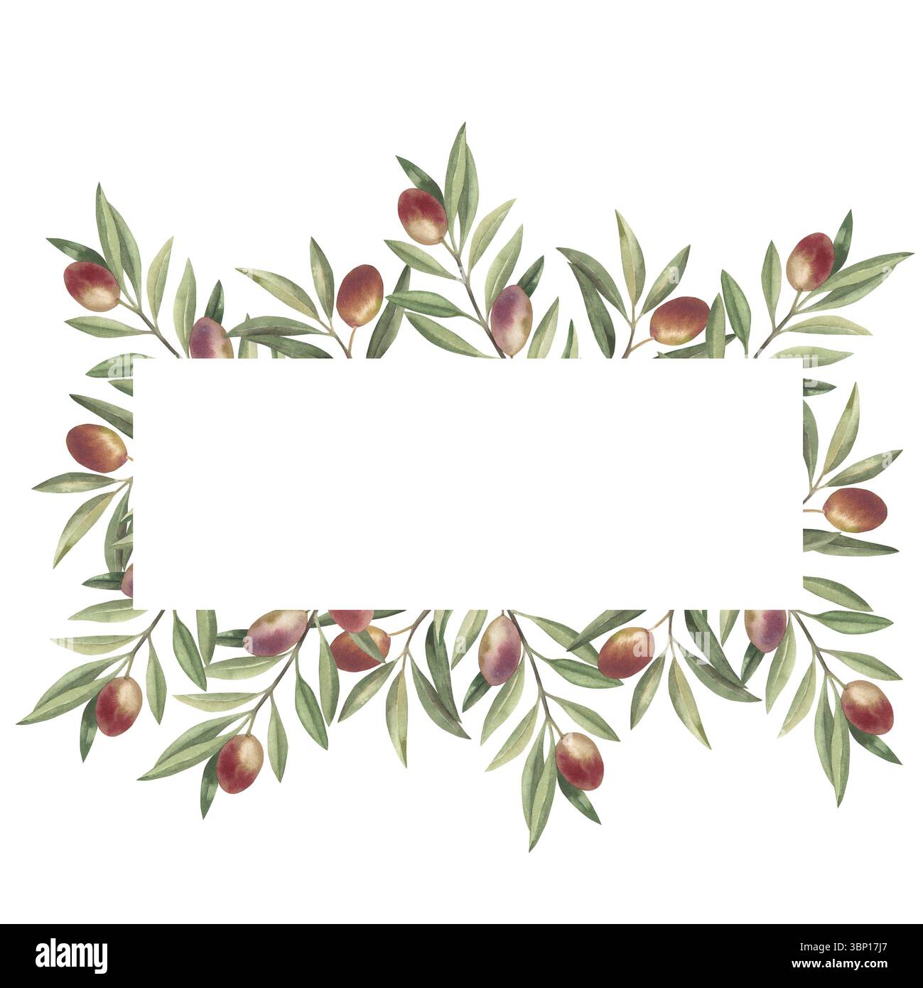 Horizontal frame with olive branches with fruits and green leaves. Hand ...