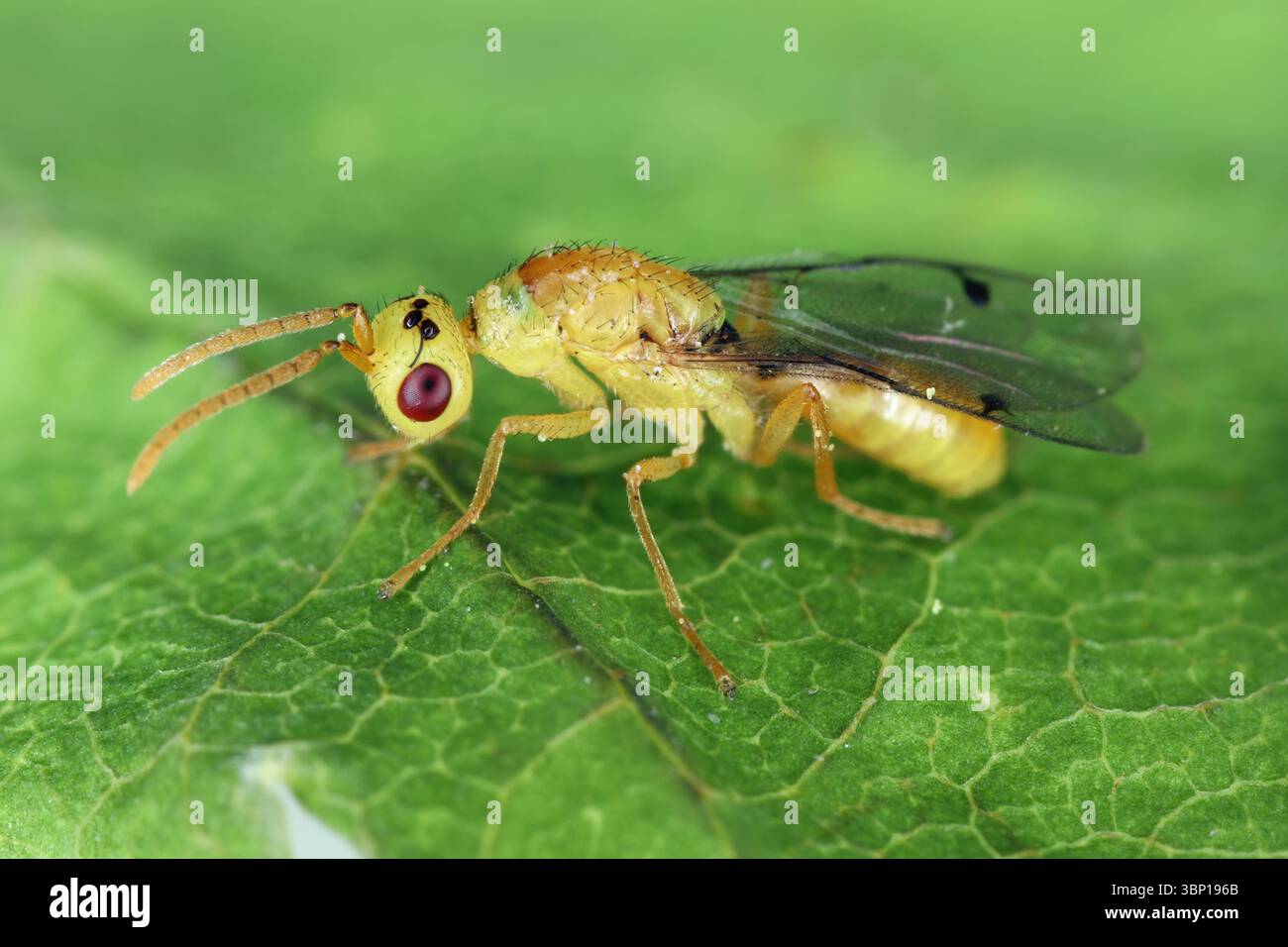 Megastigmus spermotrophus is a species of minute wasps called douglas fir seed chalcid or douglas fir seed fly. An insect that develops in a seed. Stock Photo