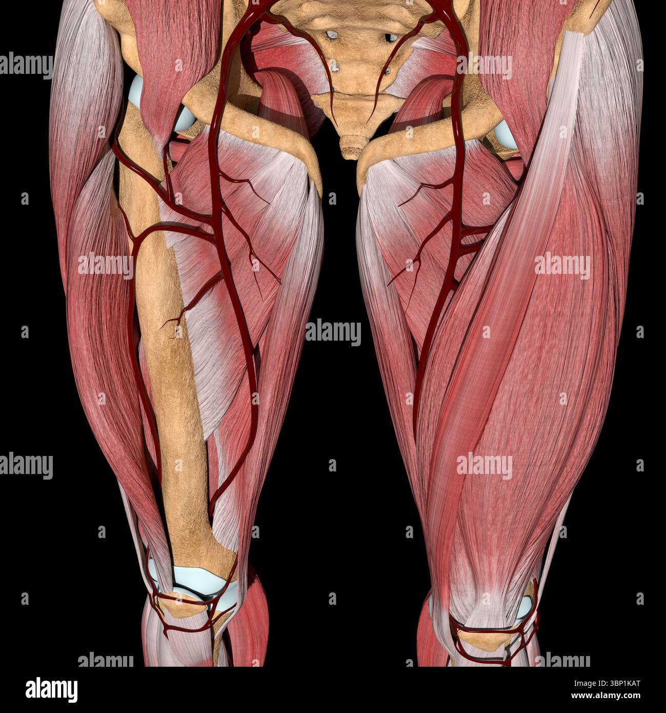 This 3d illustration shows the femoral artery between musles Stock
