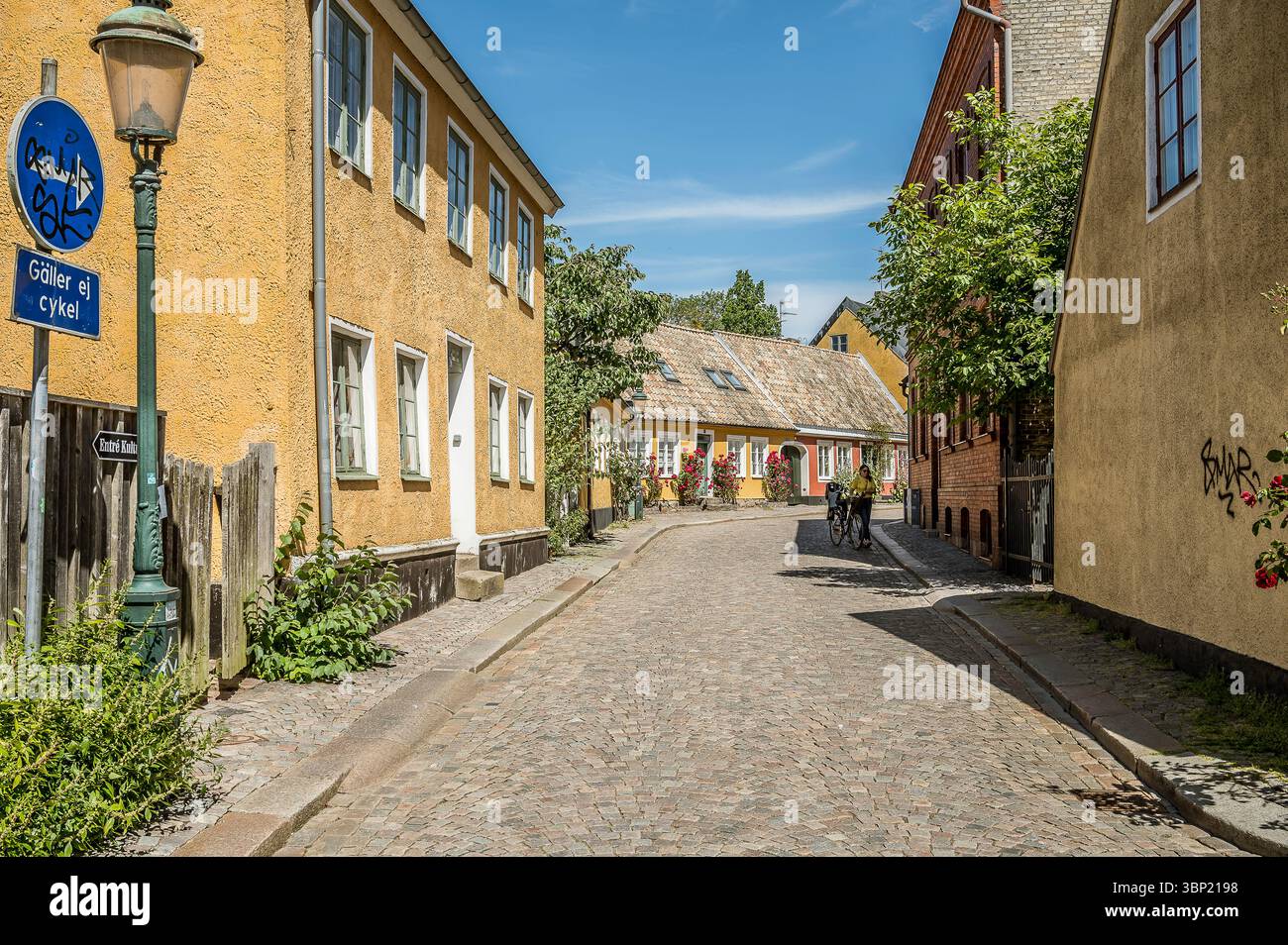 Charming cobblestone alley in Lund, Sweden, lined with blooming roses and historic facades — a tranquil summer street scene, June 30, 2025 Stock Photo
