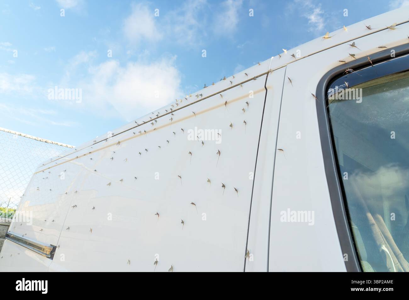Every year millions of Mayfly larvae hatch and come inland creating a messy situation as the adhere to homes, businesses, vehicles and roadways creati Stock Photo