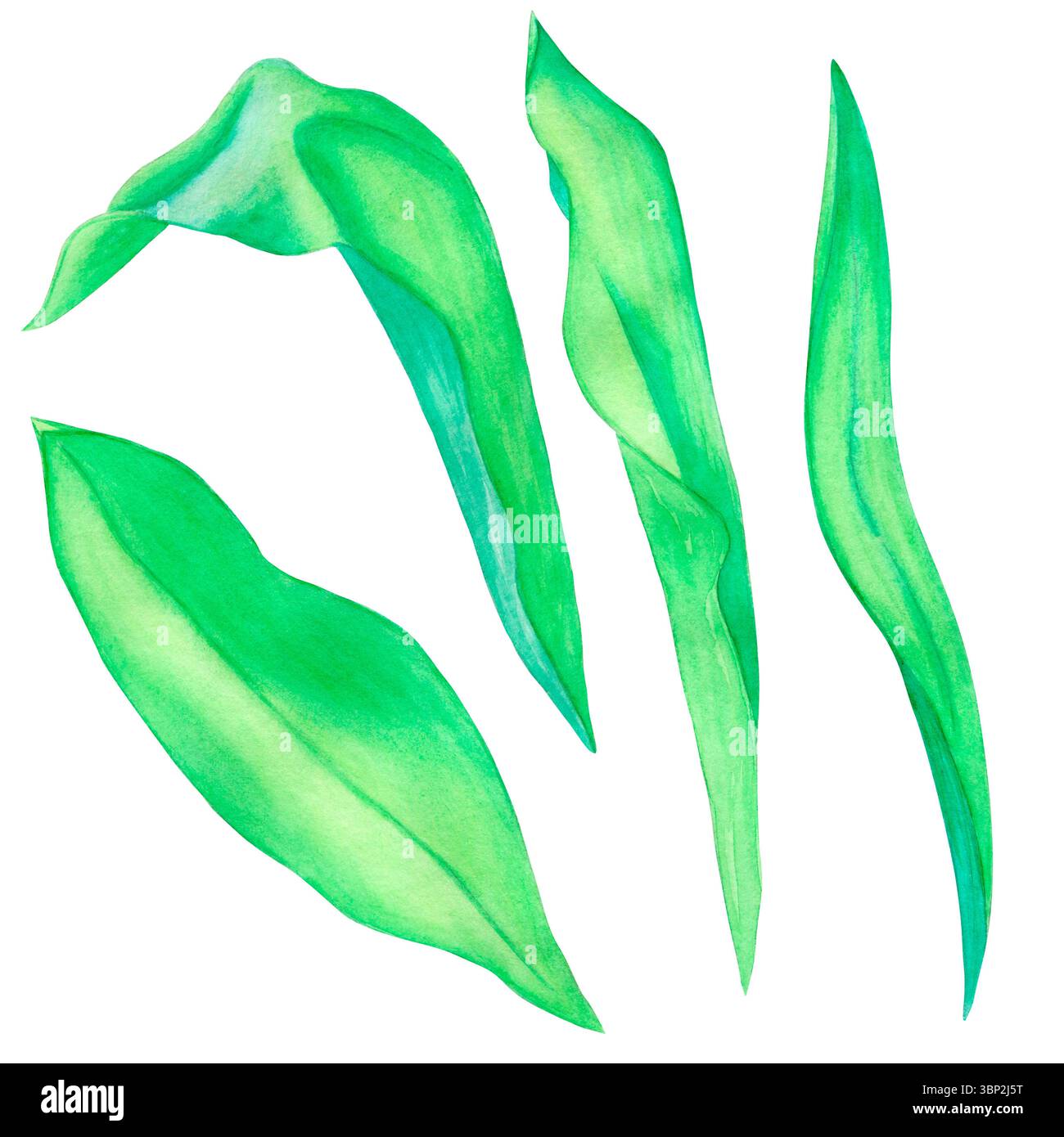 Set of green tulip leaves. Hand drawn watercolor illustration isolated ...