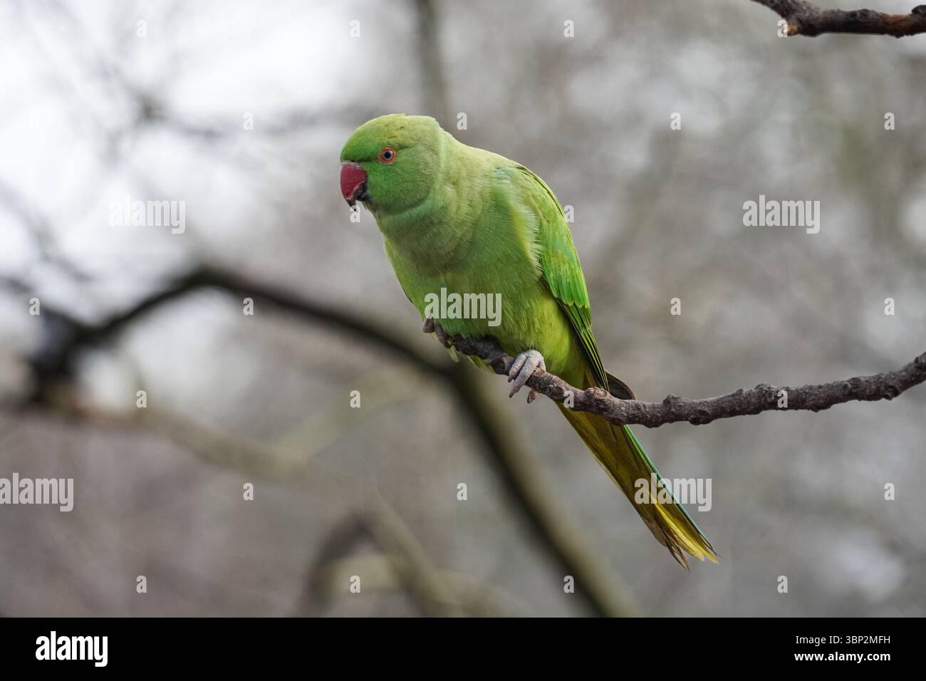 Rose-ringed parakeet perching on a tree Stock Photo