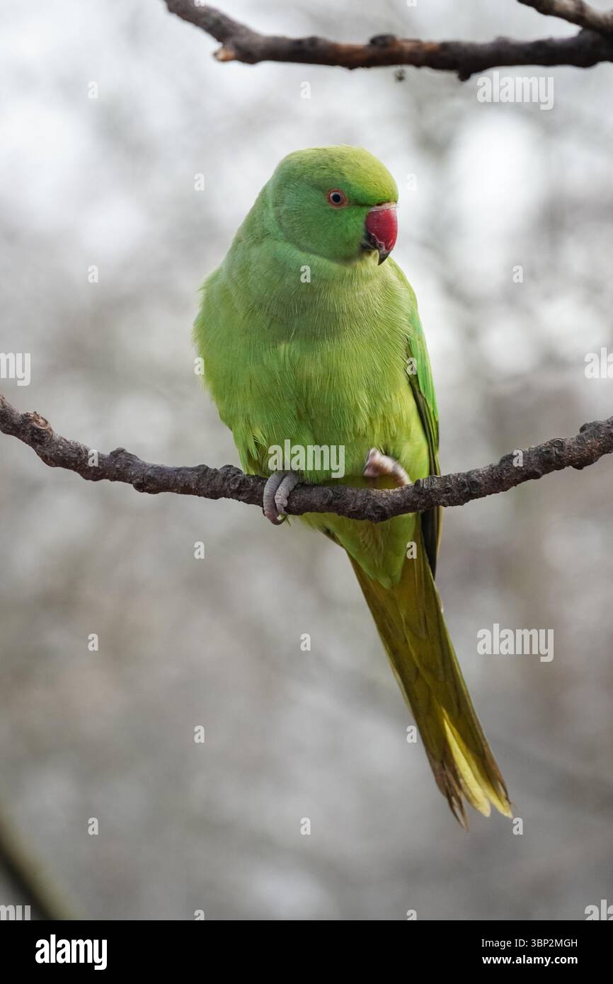 Rose-ringed parakeet perching on a tree Stock Photo