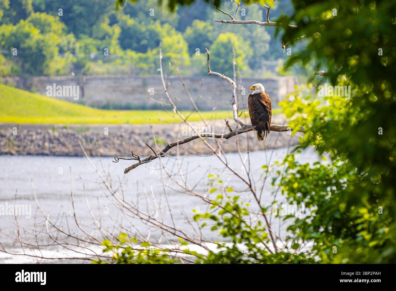 Detailed image of a bald eagle perched on a tree branch amidst an urban ...
