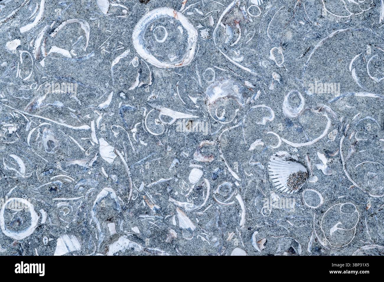 Fossils contained within rock, shoreline, New Brighton State Beach, California, USA, by Dominique Braud/Dembinsky Photo Assoc Stock Photo