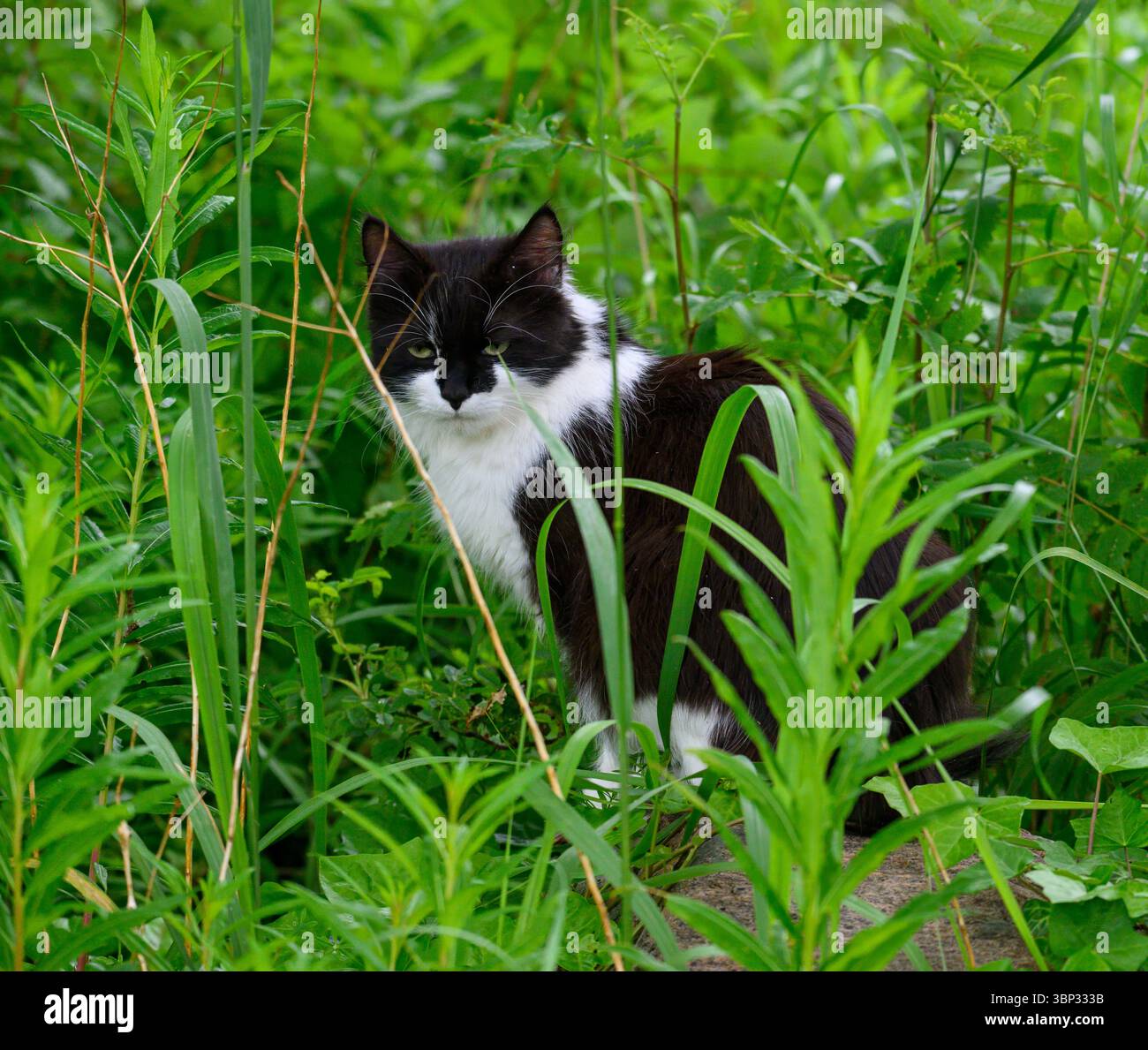 A curious black and white cat is nestled among tall green plants in a ...