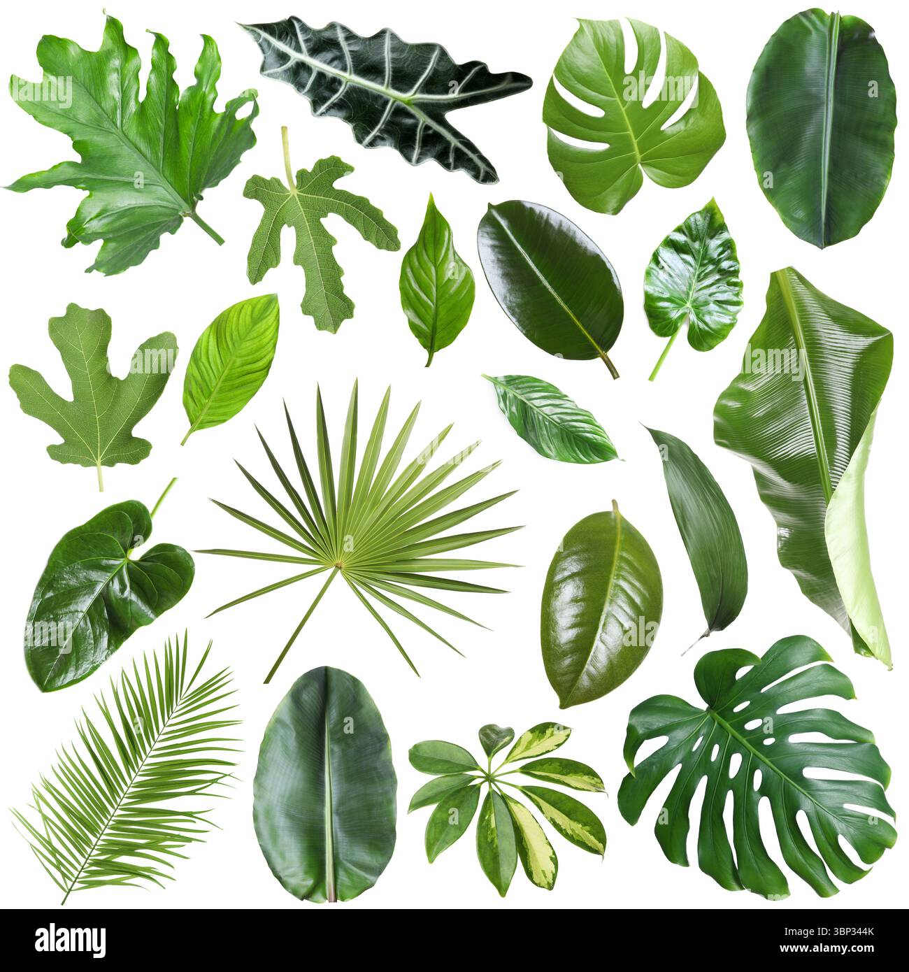 Many different tropical leaves isolated on white, set Stock Photo - Alamy