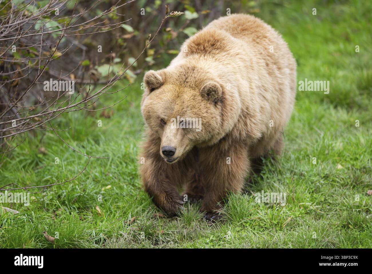 Eurasian Brown Bear (Ursus arctos arctos) walking on a meadow, Bavaria ...