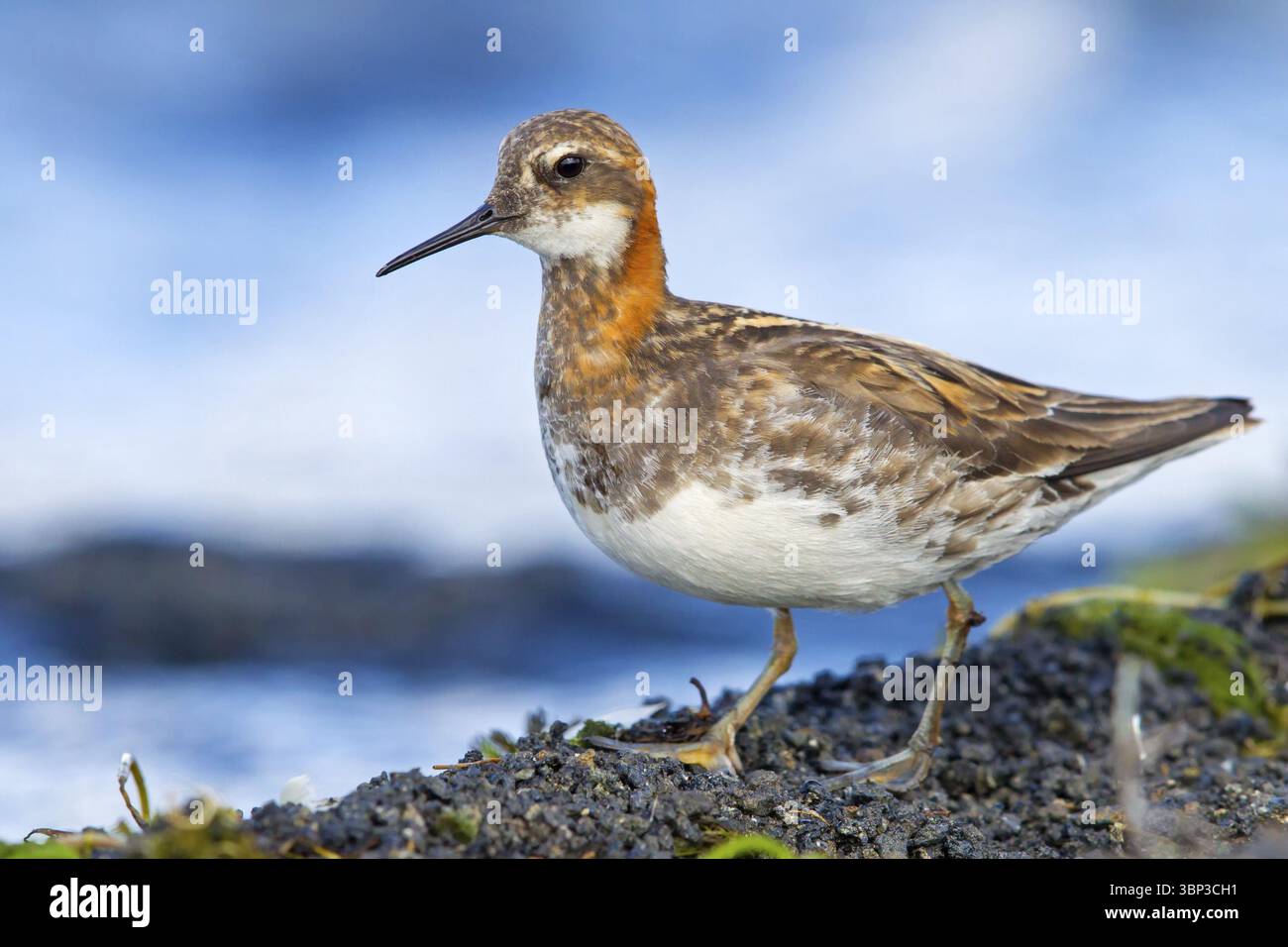Odin's chicken, (Phalaropus lobatus), animals, birds, wading bird ...