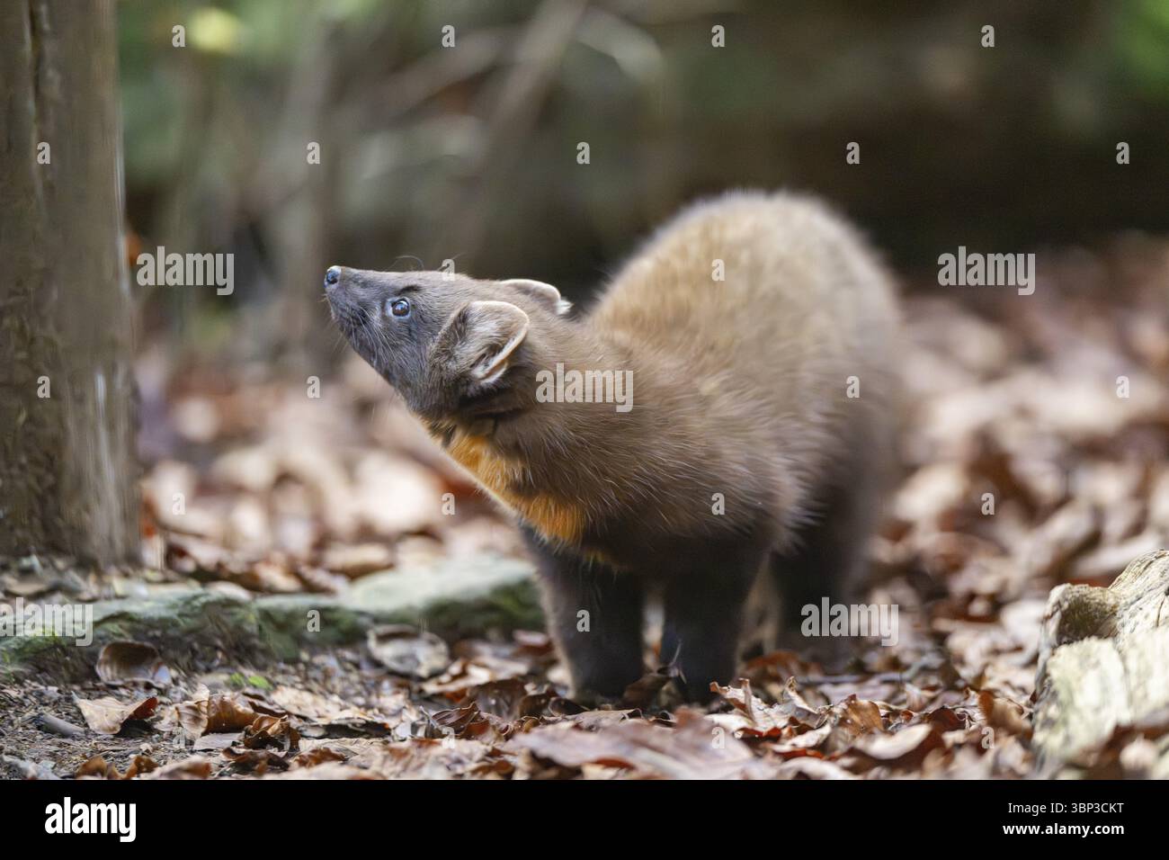 European pine marten (Martes martes) in a forest in autumn, Bavaria, Germany, Europe Stock Photo