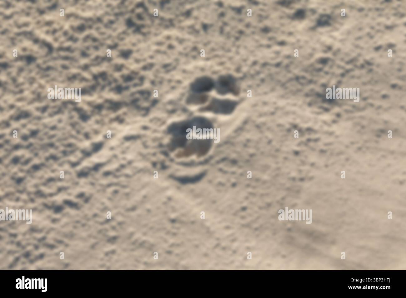Canine paw print is being shown in flat design on textured sandy ground with small shadows Stock Photo