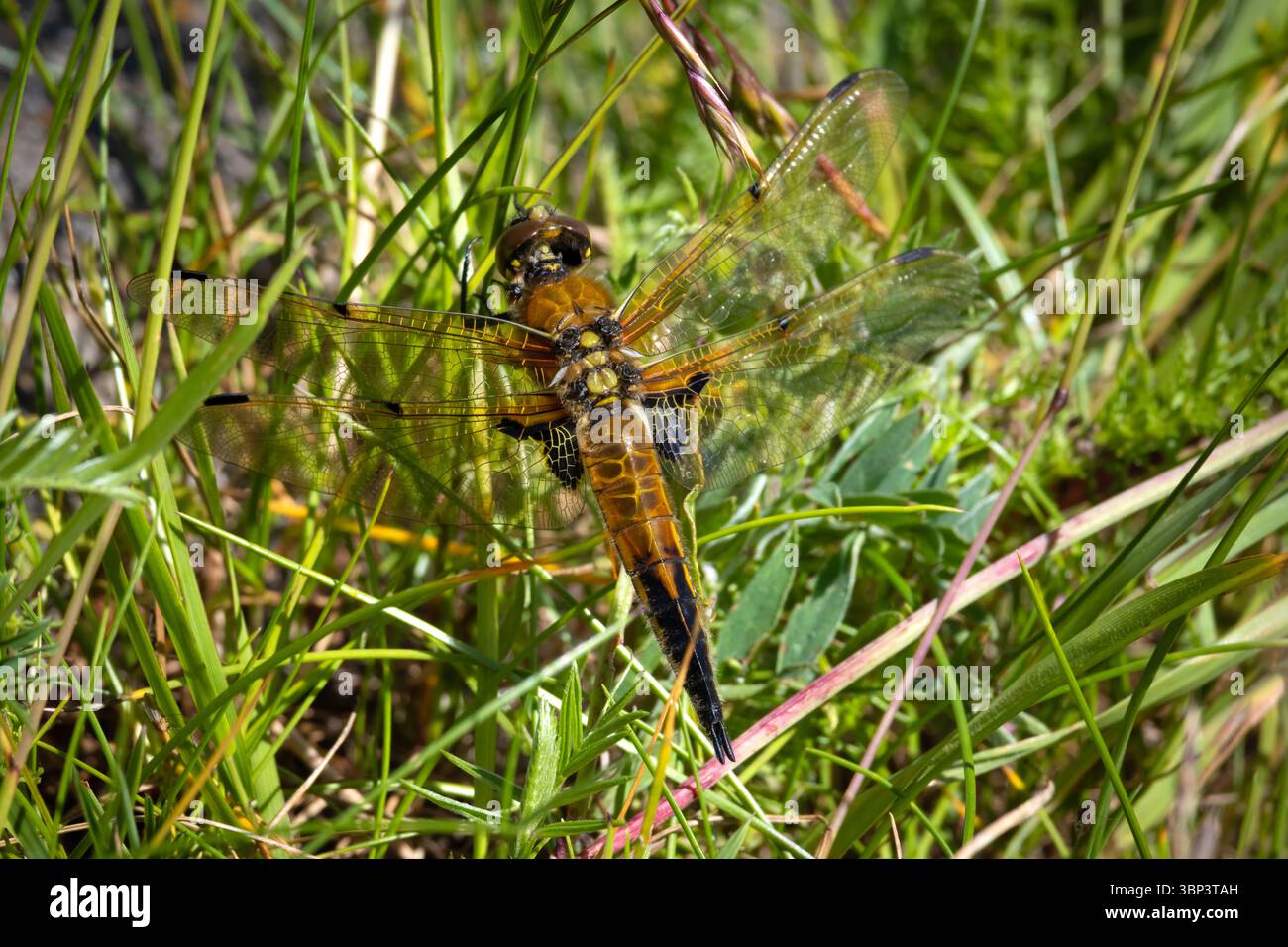 Four-spotted chaser (Libellula quadrimaculata) male dragonfly. Insect ...