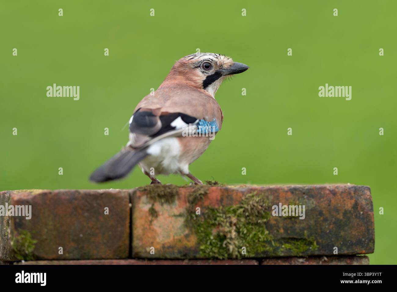Jay; Garrulus glandarius; on Bricks; UK Stock Photo