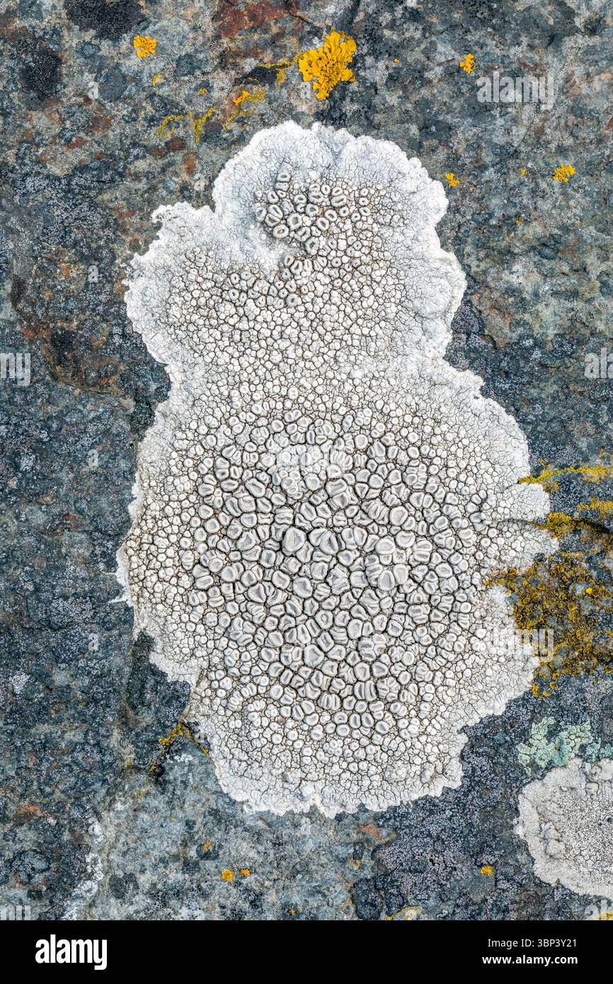 Crab's Eye Lichen; Ochrolechia parella; on Rock; UK Stock Photo