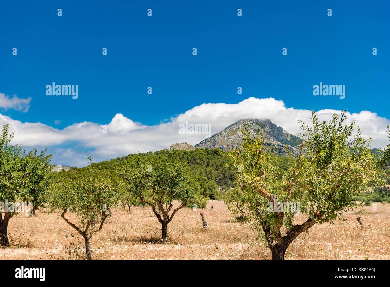 Walnut plantation at the foot of the Tramuntana mountains - 4181 Stock Photo