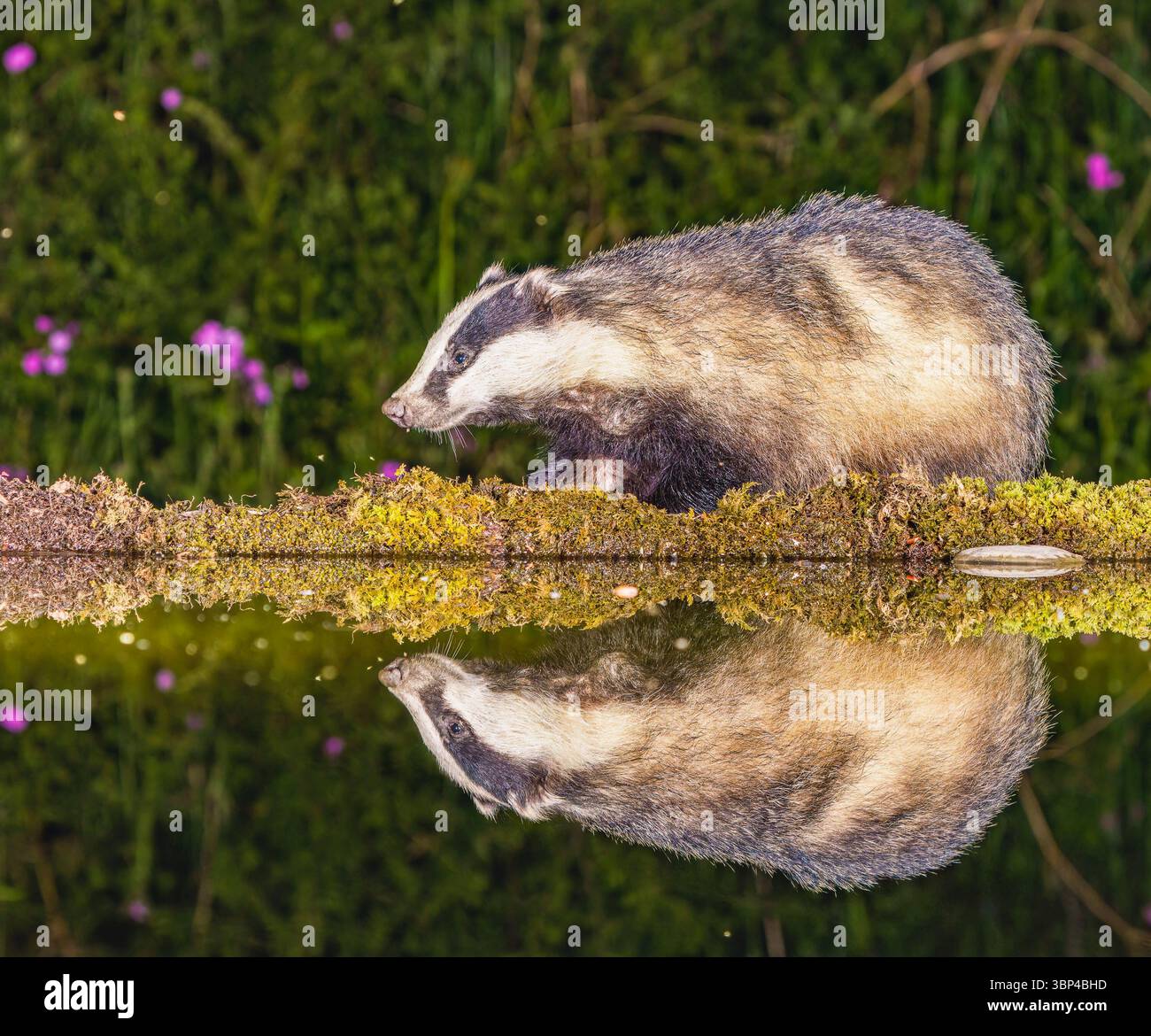 Double edge hi-res stock photography and images - Alamy
